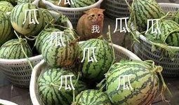 这几年吃的娱乐瓜叫什么,盘点近年热门娱乐瓜